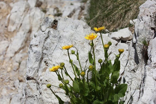 Cristallino di Misurina, 2775 m