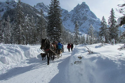 Horse-drawn sleigh ride