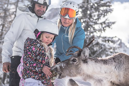 Reindeer herd on the Croda Rossa